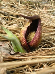 Skunk_Cabbage_Robert's_Park_by_Vicki_Martin[1](1)